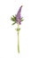 Lupin purple flower on white background