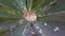 Lupin with rain drops over leaf - stock photo