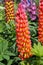 Lupin towering inferno plant in full flower with orange and yellow petals