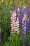 Lupin or wolf bean Lupines in the wild natural beauty vertical frame