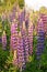 Lupin or wolf bean Lupines in the wild natural beauty vertical frame