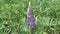 Lupin, or wolf bean Lupinus a genus of plants in the Legume family Fabaceae.  Its seeds contain protein up to 50%