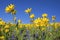 Lupine and Arnica wildflowers flowers