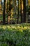 Lupine Bloom Below Moss Covered Pines In Warm Morning Light