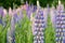 Lupine blooming meadow