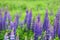 Lupine blooms purple flower in summer