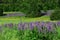 Lupine blossom in wild mountain area in spring