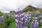 Lupine Field against the mountain backdrop in Iceland.