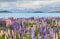 Lupine field lake tekapo