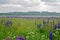 Lupine field with pink purple and blue flowers. Bunch of lupines summer flower background