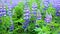 Lupine Field With Pink Purple And Blue Flowers On A Sunny Summer Day In Iceland