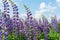 Lupine field with purple and blue flowers. Bunch of lupines summer flower background. Lupinus