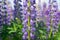 Lupine field with purple and blue flowers. Bunch of lupines summer flower background. Lupinus