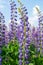 Lupine field with purple and blue flowers. Bunch of lupines summer flower background. Lupinus