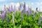 Lupine field with purple and blue flowers. Bunch of lupines summer flower background. Lupinus