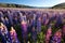 Lupine Fields: Lupine fields are a popular sight in North America