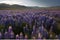 Lupine Fields: Lupine fields are a popular sight in North America