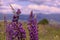 Lupine in the fields in the mountains