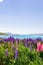 Lupine fields and snow-capped mountains along the shores of Lake Tekapo, New Zealand