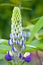 Lupine flower