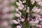 Lupine flower with different shades of pink