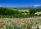 Lupine flower field in summer with mountain background