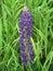 Lupine Flower in Michigan