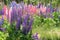 Lupine flowers