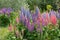 Lupine flowers