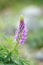 Lupine Flowers