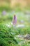 Lupine Flowers