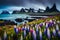 lupine flowers in bloom on the headland. A vibrant summertime view of the Icelandic coast in the southeast