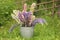 Lupine flowers in a bucket