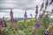 Lupine flowers growing on the shores of Alviso Marsh, Don Edwards Wildlife refuge, San Jose, California