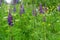 Lupine flowers in herbal meadow, German spring season nature