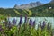 Lupine flowers near lake Kops with turquoise water in austrian Galtur, Vorarlberg