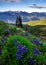 Lupine Flowers and Olympic Mountains, Washington State