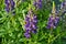 Lupine flowers purple closeup Wildflowers in the forest