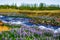 Lupine flowers on the shore, river and fields. Iceland