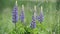 Lupine Flowers Swaying in the Wind