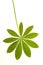 Lupine leaf with stem on a white background