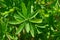 Lupine leafs close up with glimmering water drops on the surface