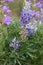 Lupine and Penstemon: Catching water jewels after a rain on the Horse Heaven Hills