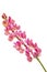 Lupine pink Lupinus perennis on white isolated background