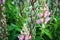 Lupine plant with seed pods and pink flowers, Lupinus polyphyllus in garden