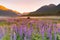 Lupine purple colour in mountain, New Zealand