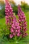 Lupine purple wildflowers close-up