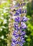 Lupine in spring, flower-candle, single, closeup with bumble bee