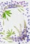 Lupine on white wooden background