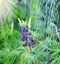 Lupine wild flower